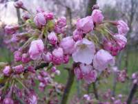 pr yedoensis alice.JPG